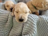Labradoodle-Welpen F1 - Ostercappeln