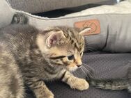 Europäisch Kurzhaar Kitten - Neuss