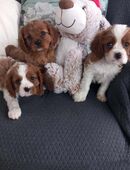 Reinrassige Cavalier King Charles Spaniel welpen in 80333