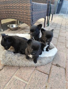 Chihuahua Welpen - Grevesmühlen Zentrum