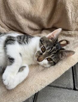 ✨🐾 Carla sucht ihr Zuhause 🐾✨ - Berlin