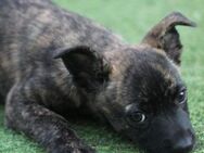 DALLAS - Welpenalarm! 🐶❤️ - Neudenau