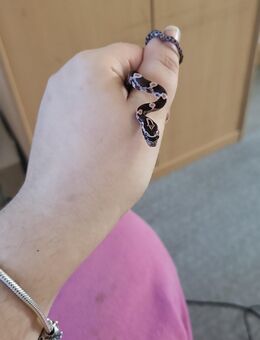 Baby Schlangen zuverkauf - Linnich