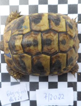 griechische Landschildkröten, boettgerie, aus privater Nachzucht zu verkaufen, Jahrgang 2022 - Mainz