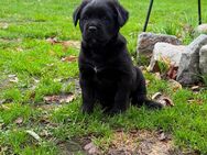 Labrador - Bernersennen Mix, Welpen - Wilsum