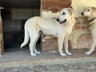 Luke sucht sein Zuhause - Fronreute