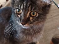 Maine coon kitten kater - Schweinfurt