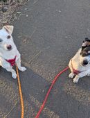 Mischlingshunde suchen neues Zuhause in 04571