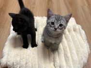 2 Kitten zu verkaufen - Ulm