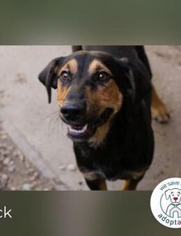 Jack Ein Hund zum Pferdestehlen! - Kirchzell