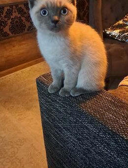 Ein BKH Weibchen Blue Point sucht Zuhause - Bremen