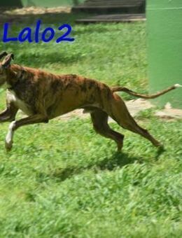 Lalo2 wunderschöner junger Galgo 9/23 ES - Ruppertsecken