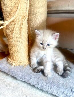 Süße BKH x Ragdoll Kitten - Remseck (Neckar)