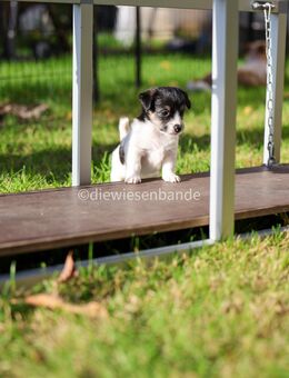 Jack Russell Welpen - Weißkeißel