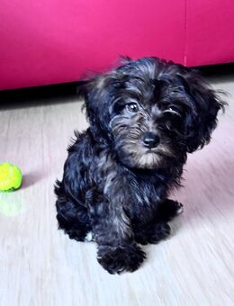 Yorkipoo-Welpen. Abgabebereit. - Frankfurt (Main)