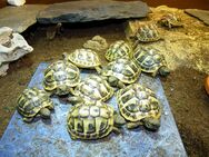 Griechische Landschildkröten von 2023 - Feucht