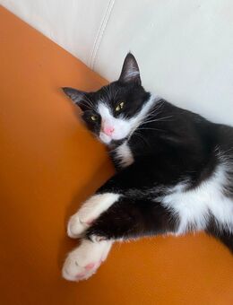 Kater Milo - 1 Jahr alt, kastriert, gechippt, entwurmt sucht neues Zu Hause - Dresden