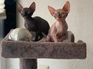 Sphynx Kitten - Dortmund