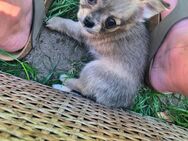 Chihuahua Welpen, Langhaar - Wedemark
