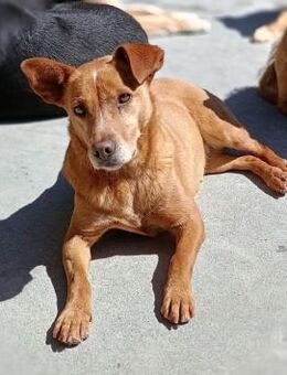 LARA ❤️ ein Sonnenschein auf vier Pfoten - Fahrenzhausen