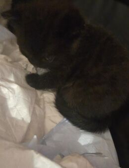 5 kleine Katzenbabys suchen ab Ende Januar ein neuen Dosenöffner - Erkelenz