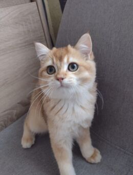 Goldene bildhübsche Kitten mit Stammbaum, 2mal geimpft &Chip - Munster
