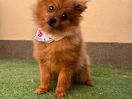 🐾 Kleiner Teddy sucht großes Glück! 🐾 - Kassel