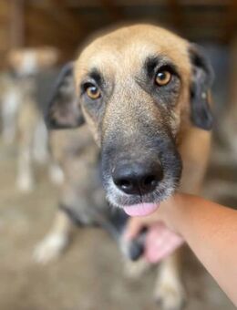 Dobby der Wunderbare 🐾 - Elsdorf (Nordrhein-Westfalen)