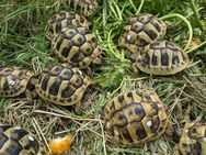 Griechische Landschildkröten THB Nachzuchten 2024 - Königsbrunn
