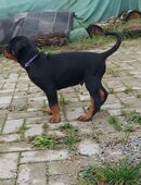 Rottmann Welpen in 18510