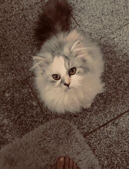 Persakatze - Dittelsheim-Heßloch