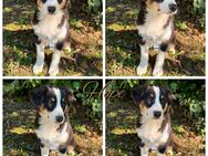 Australian Shepherd Welpen - Wanzleben-Börde Seehausen