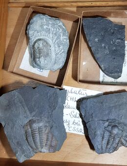 Triolbiten, Paläotologische Fundstücke - Hamburg Hamburg-Nord