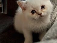 BKH Kitten sucht neues Zuhause - Montabaur