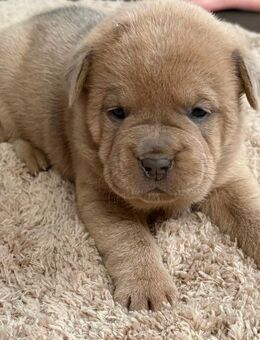Wunderschöne ChowChow/Old englische Bulldogge Welpen - Wiesbaden Kastel