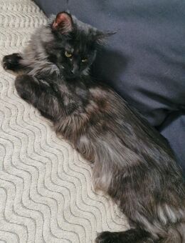 Verkaufe Maine Coon Dame - Flöha
