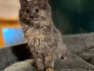 2 Kitten suchen noch ein Zuhause - Niederhosenbach