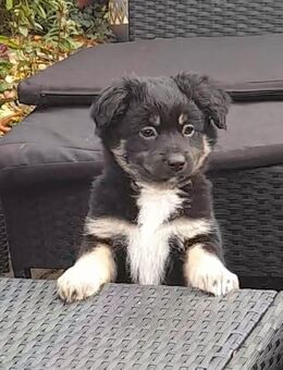 Süßer Mixjunge sucht dein Herz - Wurzen