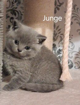 Reinrassige Bkh Kitten in blue - Brakel