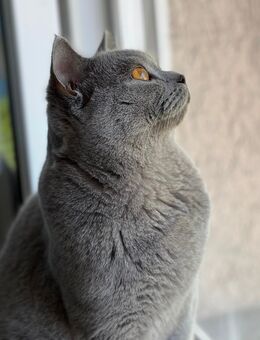 BKH Blue Kater 2 Jahre alt - Heilbronn
