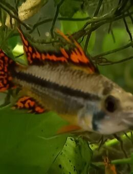 Kakadu Zwergbuntbarsch - Hohenroth