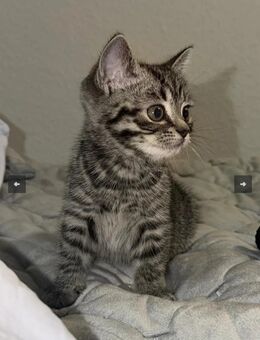 Bkh kitten weiblich nikolauskatze - Neuenkirchen (Landkreis Heidekreis)