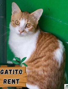 Kater Rent 1 - Bochum