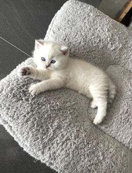Reinrassige Bkh Kitten Junge❤️ - Simmern (Hunsrück) Zentrum