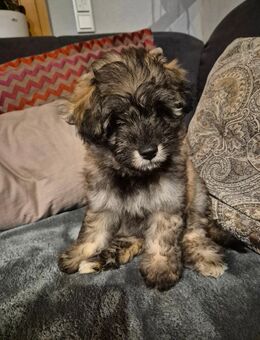 Pomskydoodle dürfen jetzt ausziehen - Görgeshausen