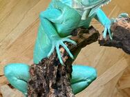 Grüner Leguan "blue" - Mönchengladbach