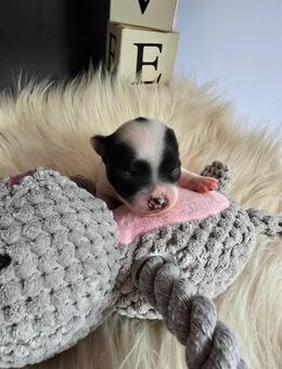 Chihuahua Welpe Rüde Weiß/Schwarz Schecke LH - Langwedel (Niedersachsen)