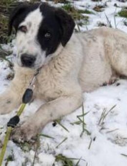 Fröhlicher Kasper sucht sein Körbchen - München