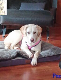 Paco der hübsche Hauptgewinn - Kissing