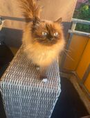 Zwei Heilige-Birma-Mädchen suchen ein liebevolles Zuhause in 90443